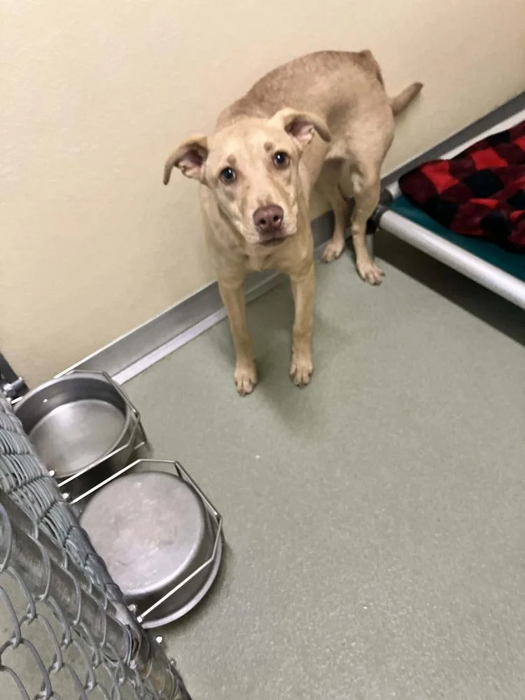 A young medium-sized female White / Cream Weimaraner dog named Honey for adoption in Dutton, VA