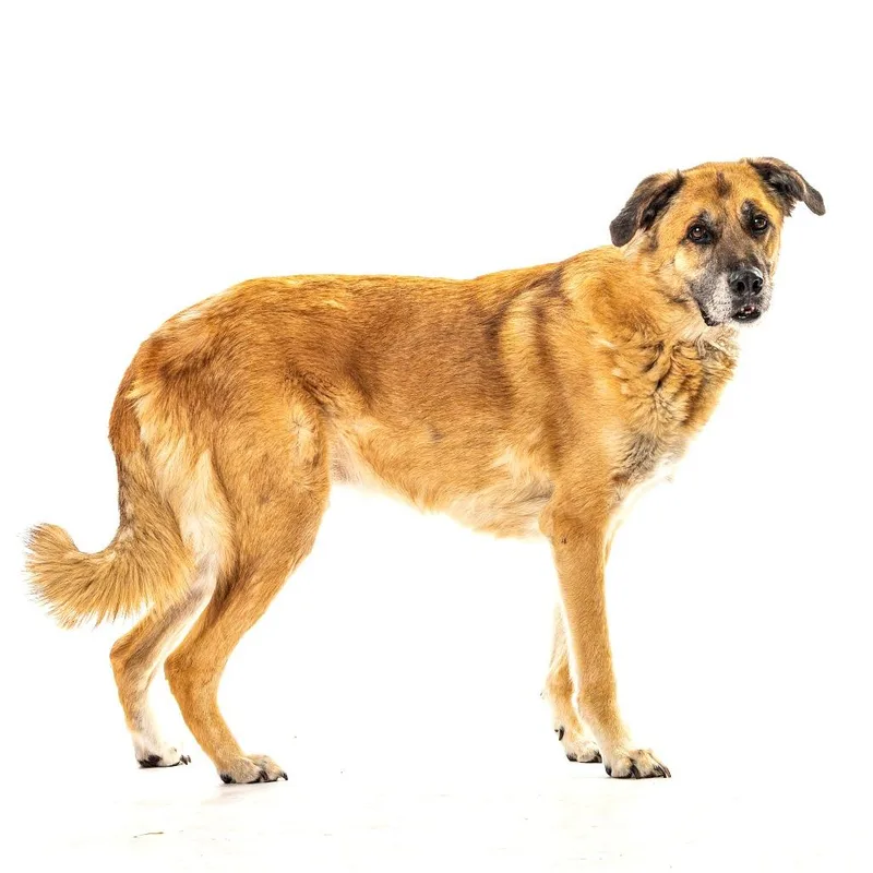 A senior large-sized male Brown / Chocolate Anatolian Shepherd dog named Odin for adoption in Reno, NV
