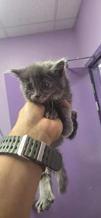 A baby small-sized female Gray / Blue / Silver Domestic Medium Hair cat named 61016019 for adoption in El Paso, TX