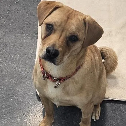 An adult medium-sized male Shiba Inu dog named Toshi for adoption in Scotia, NY