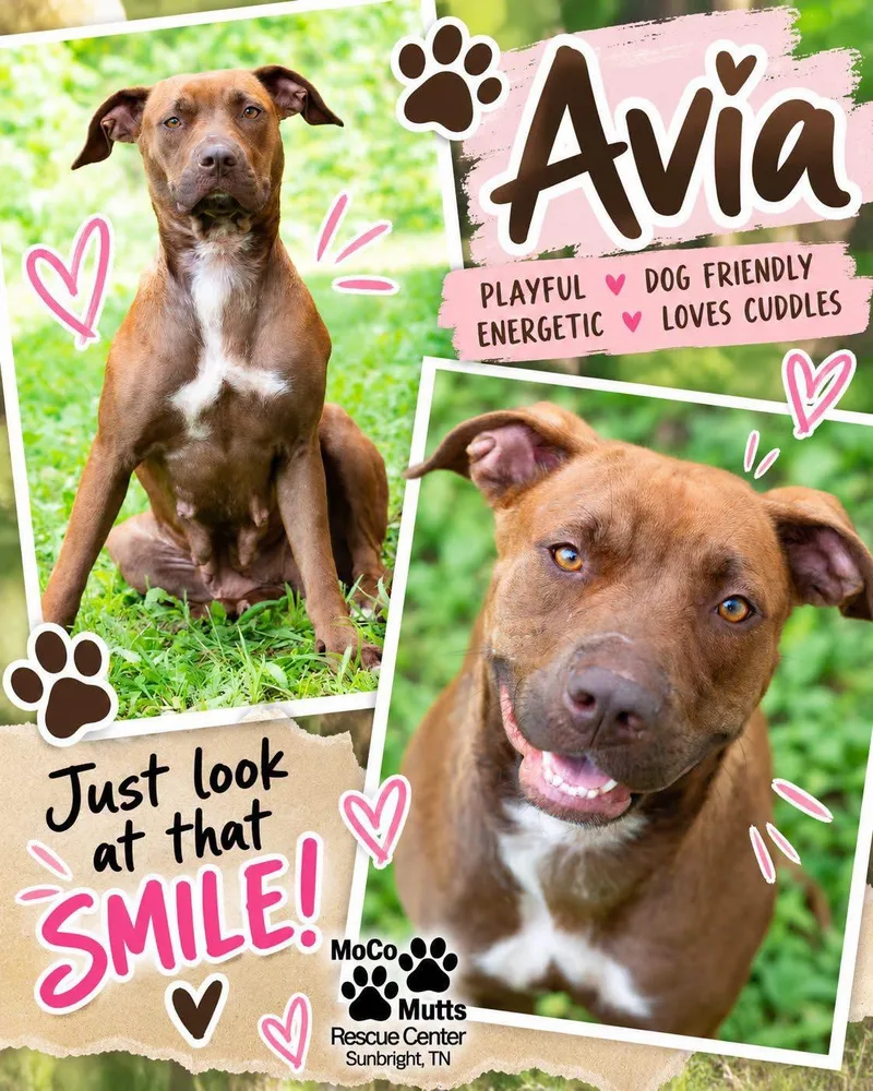 Avia thumbnail 2
