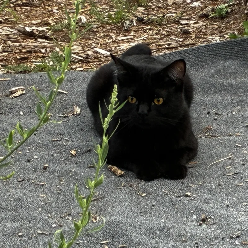 Onyx the Feline Jewel