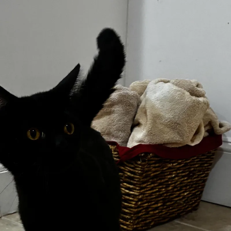 Onyx the Feline Jewel thumbnail 2