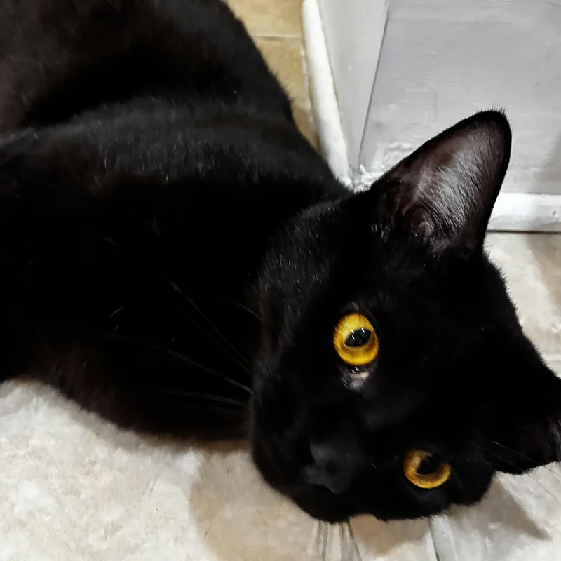 Onyx the Feline Jewel thumbnail 3