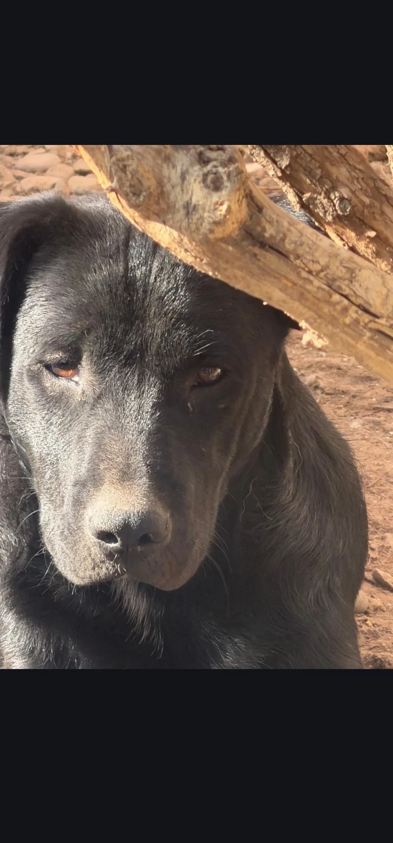 A young medium-sized male Labrador Retriever dog named Einer for adoption in Hardin, MT
