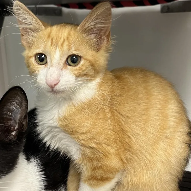 A baby small-sized male Buff / Tan / Fawn Domestic Short Hair cat named Blaze for adoption in West Palm Beach, FL