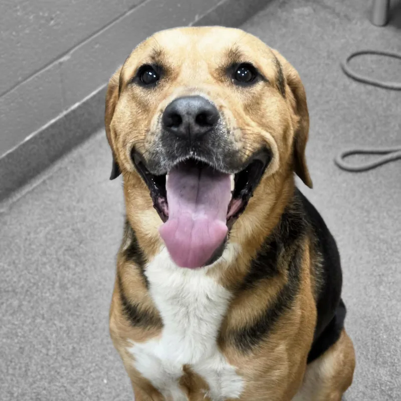 An adult large-sized male Black and Tan Coonhound dog named Milo for adoption in Triadelphia, WV