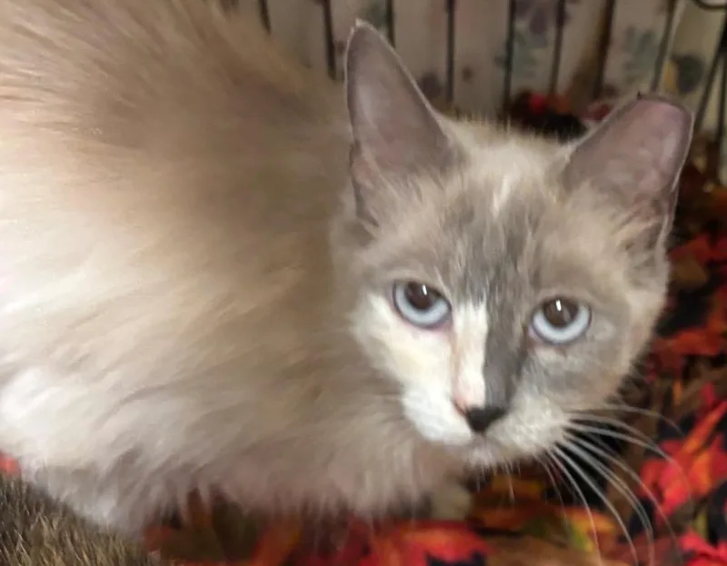 A young medium-sized female Siamese cat named Alani for adoption in Elizabethton, TN