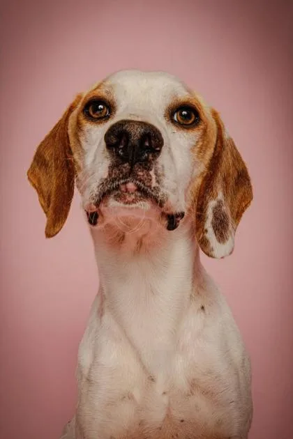 A young medium-sized male Apricot / Beige German Shorthaired Pointer dog named Max for adoption in Jackson, GA