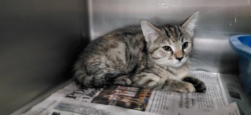 A baby small-sized male Domestic Short Hair cat named Perry for adoption in Henderson, NC
