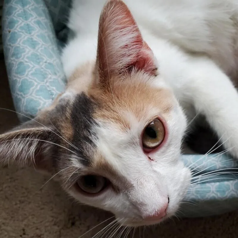 An adult medium-sized female Domestic Short Hair cat named Amal for adoption in Adrian, MI
