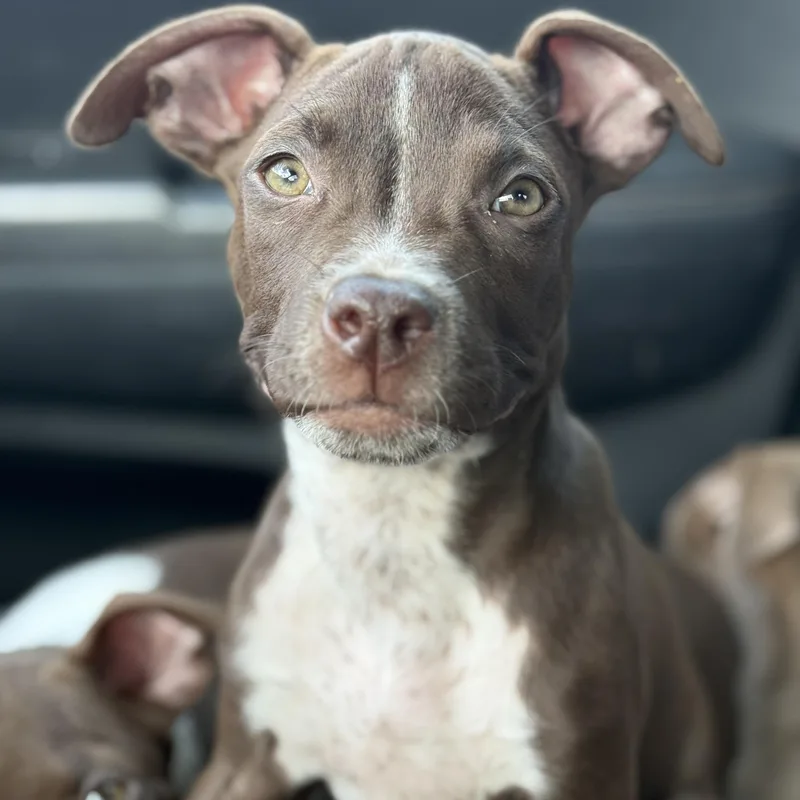 A baby medium-sized female Brown / Chocolate American Staffordshire Terrier dog named Macaroni for adoption in Proctorville, OH