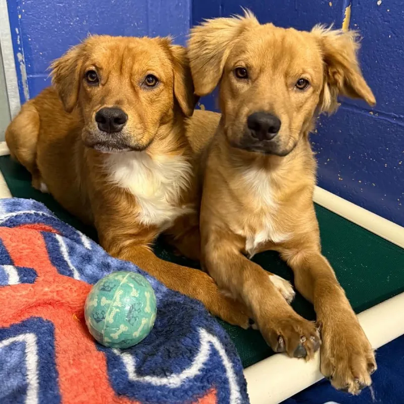 A young medium-sized female Golden Retriever dog named CT Sunkeeper for adoption in Stormville, NY