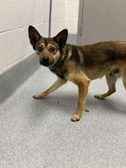 A young medium-sized male Australian Kelpie dog named Sir for adoption in Indianapolis, IN