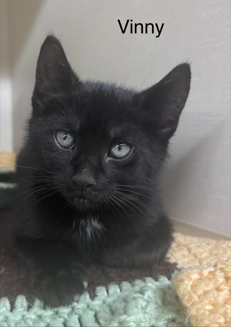 A baby medium-sized male Black Domestic Short Hair cat named Vinny for adoption in Ulster, PA