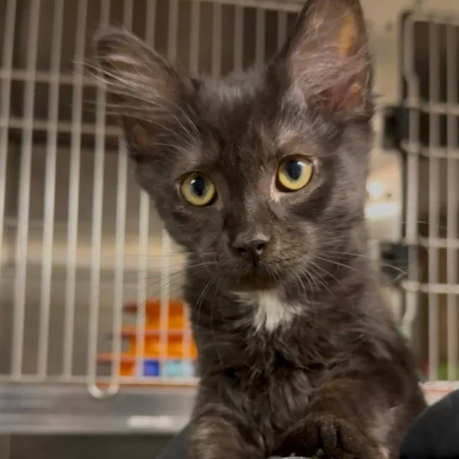 A young small-sized male Domestic Medium Hair cat named Guppy for adoption in Wayne, NJ