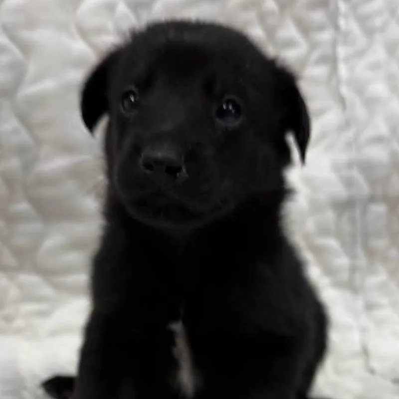Linus