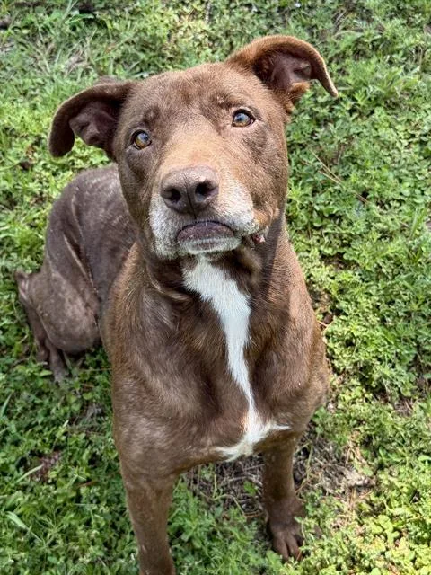 An adult medium-sized female Mixed Breed dog named Lula for adoption in Fort Walton Beach, FL