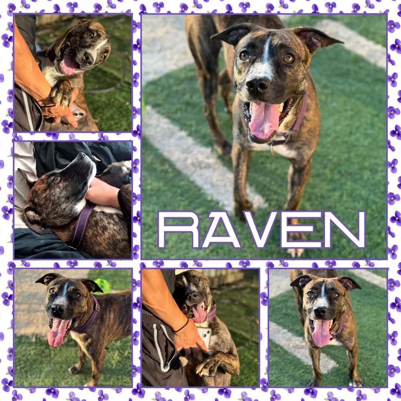 Raven thumbnail 2