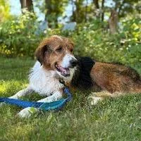 A young large-sized female Hound dog named Babe for adoption in Monticello, NY