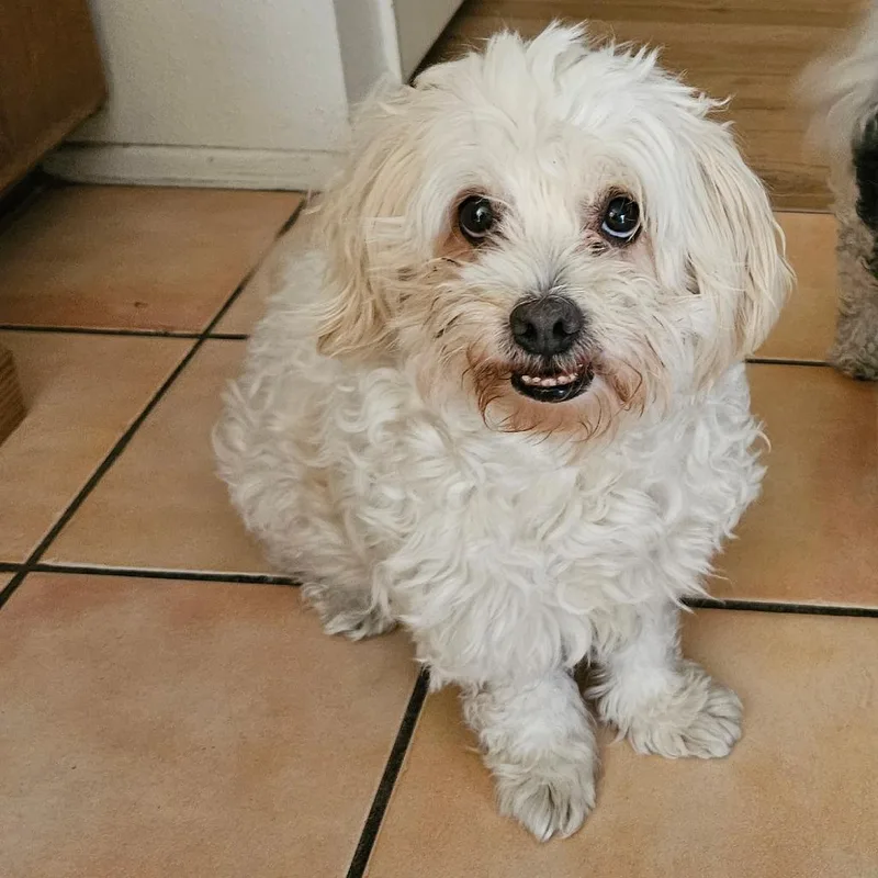A senior small-sized male White / Cream Mixed Breed dog named Milo for adoption in Ramona, CA