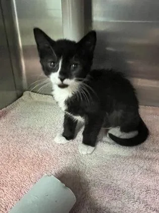 A baby small-sized female Domestic Short Hair cat named Alien for adoption in Gainesville, FL