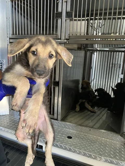 A baby large-sized female Mixed Breed dog named Clover for adoption in Dallas, TX