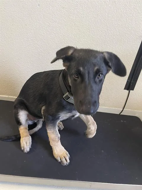 A baby small-sized female German Shepherd Dog dog named Alice for adoption in Santa Cruz, CA