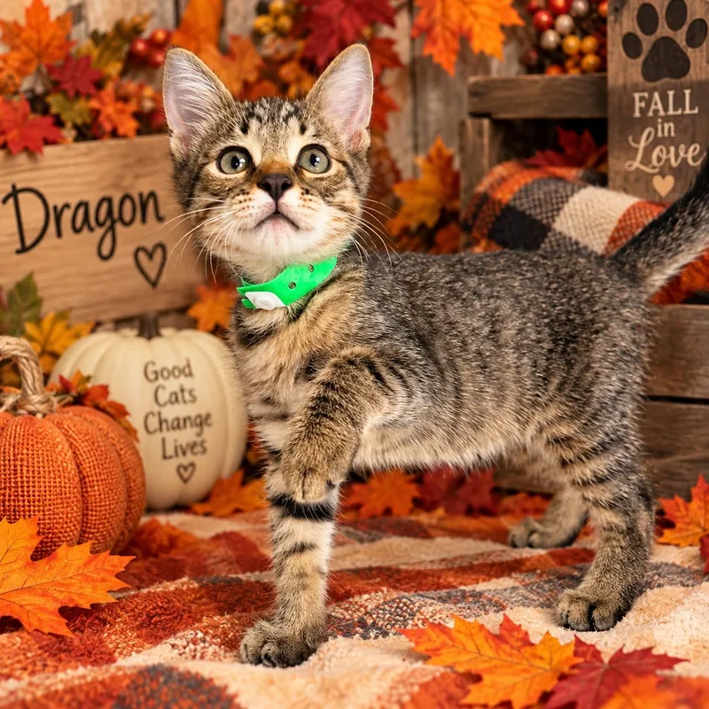A baby small-sized male Tabby cat named Dragon for adoption in Tavares, FL
