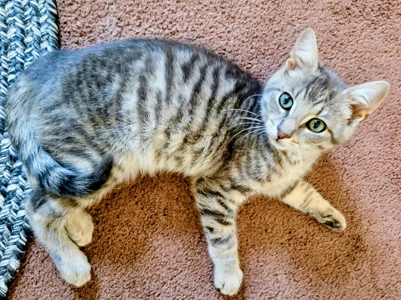 A baby small-sized male Gray / Blue / Silver Domestic Short Hair cat named Einstein for adoption in Syosset, NY