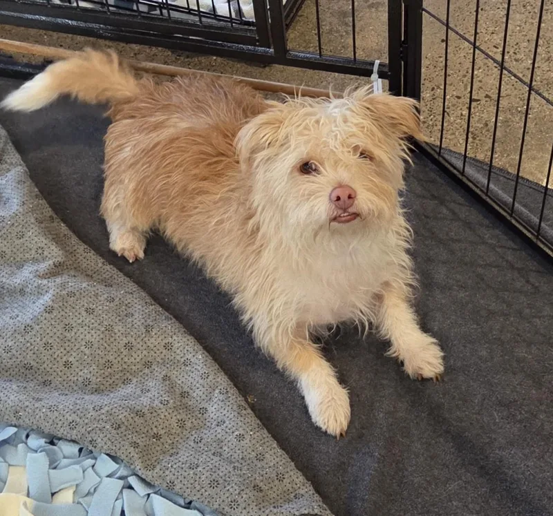 An adult small-sized female Yellow / Tan / Blond / Fawn Terrier dog named Daisy for adoption in Oakdale, CA