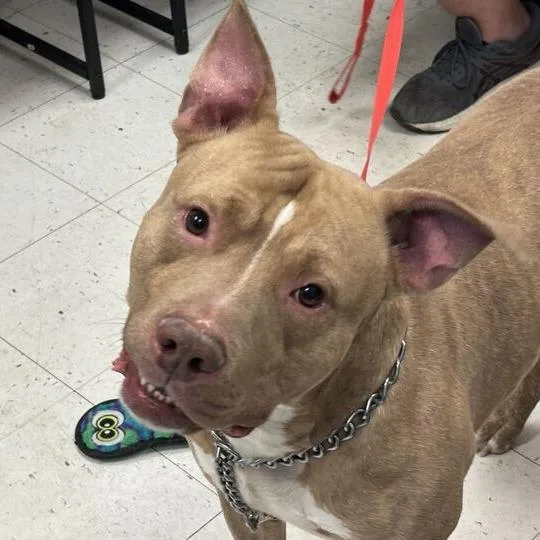 An adult large-sized male Yellow / Tan / Blond / Fawn Mixed Breed dog named Porky for adoption in Davenport, IA