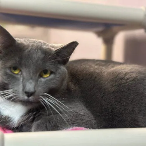 A young medium-sized female Gray / Blue / Silver Domestic Short Hair cat named Koala for adoption in Tipp City, OH