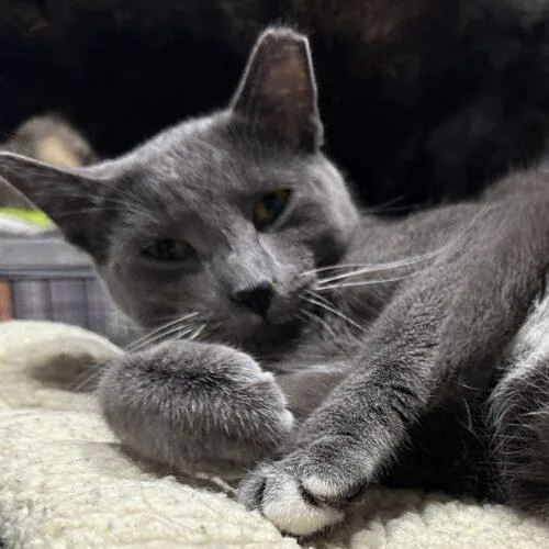 Koala thumbnail 2