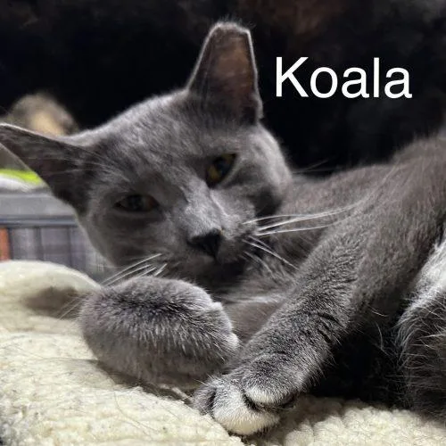 Koala thumbnail 3