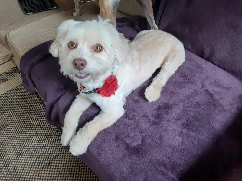 A young small-sized female Maltese dog named Buffy and Tina for adoption in Columbus, IN