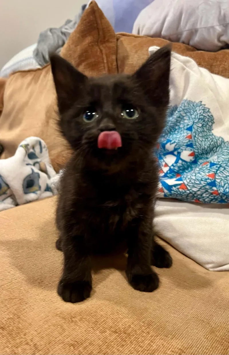 Rye