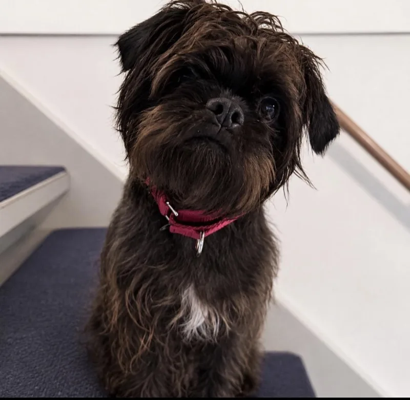 An adult small-sized male Terrier dog named Oneeyed Willy for adoption in Syracuse, NY