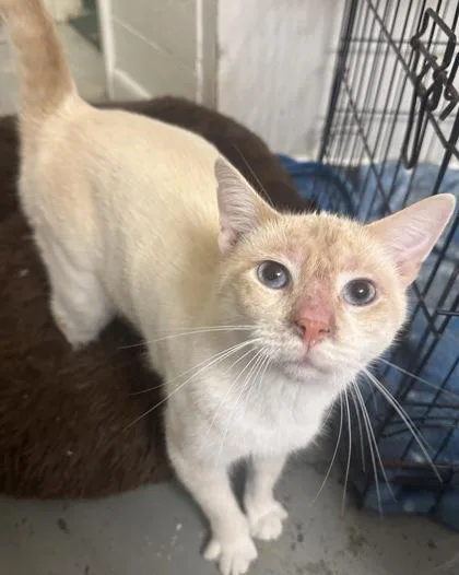 A young small-sized male Siamese cat named Rocky for adoption in Wilkesboro, NC