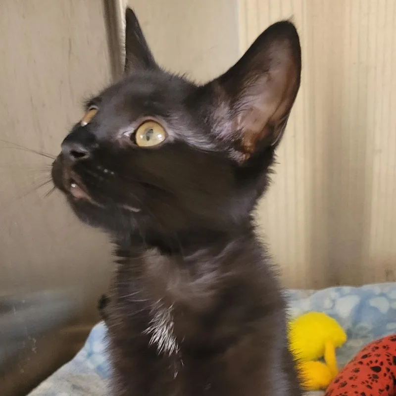 A baby small-sized male Black Domestic Short Hair cat named Shrimp for adoption in Wheeling, IL