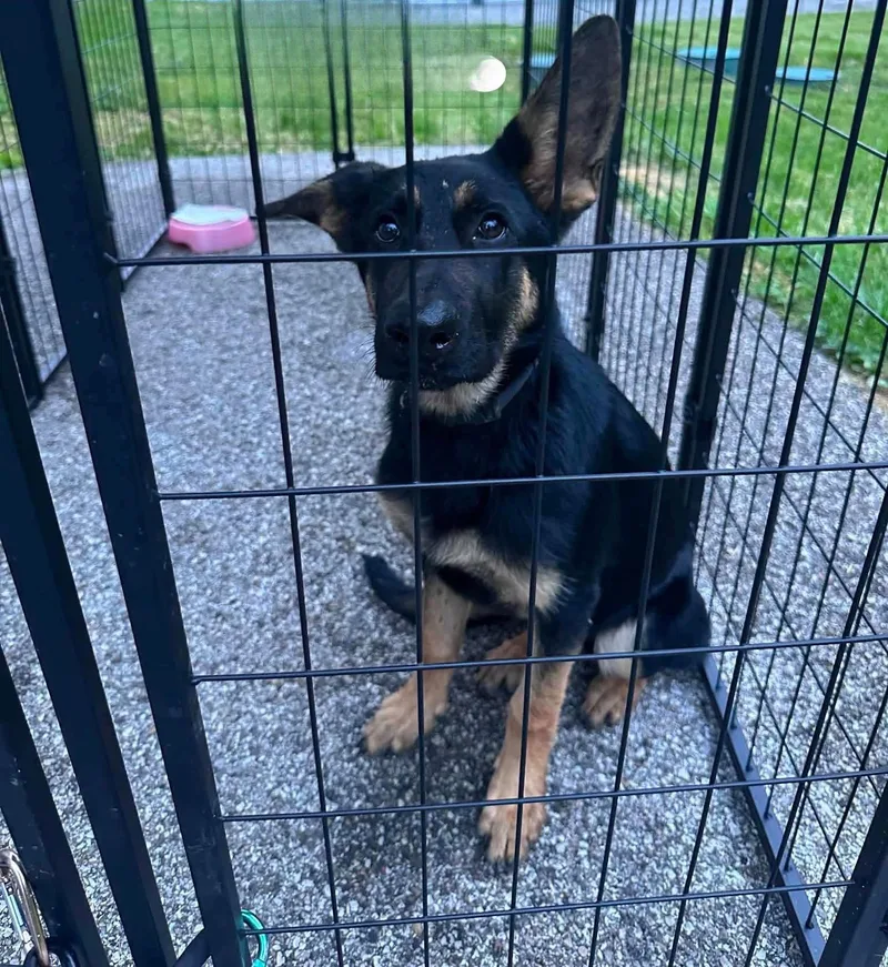 A young large-sized male German Shepherd Dog dog named Tamlin for adoption in Newport, KY