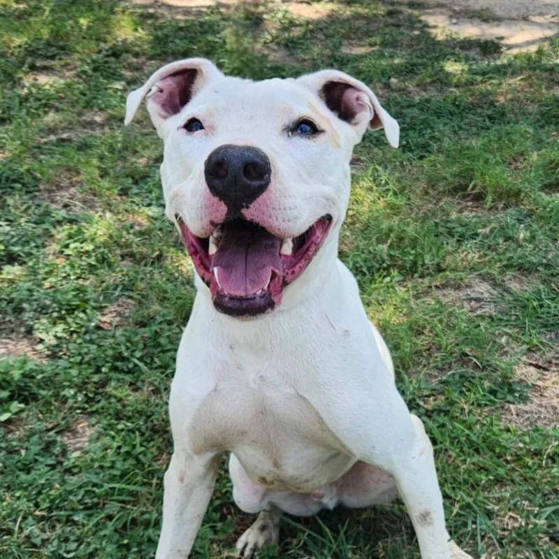 An adult medium-sized male White / Cream Pit Bull Terrier dog named Goliath aka Chisholm DD for adoption in Austin, TX
