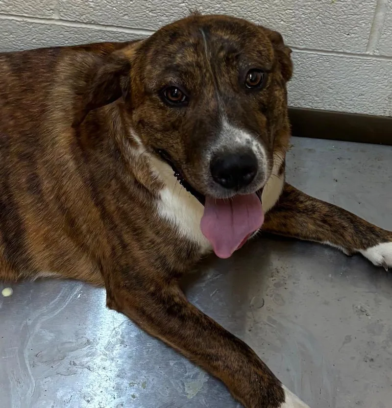 A baby large-sized male Bernese Mountain Dog dog named Samson for adoption in Elizabethton, TN