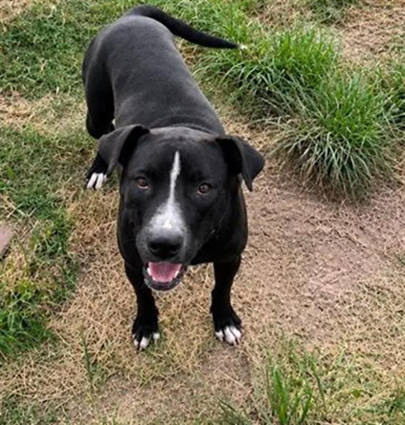 A young large-sized male Staffordshire Bull Terrier dog named Wiltton for adoption in Houston, TX