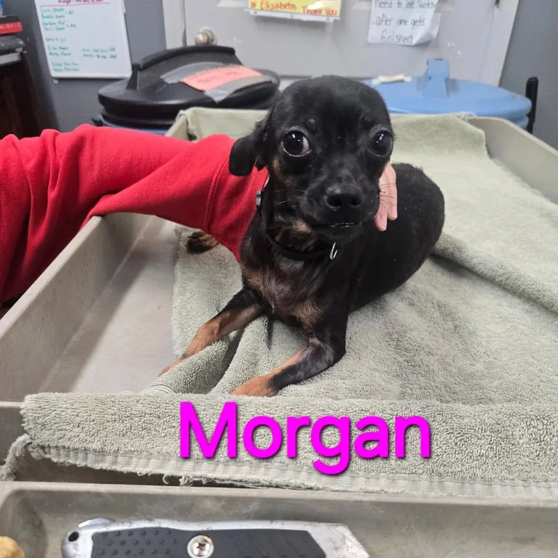 An adult small-sized female Bicolor Chihuahua dog named Morgan for adoption in Saint Marys, PA