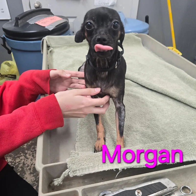 Morgan thumbnail 2
