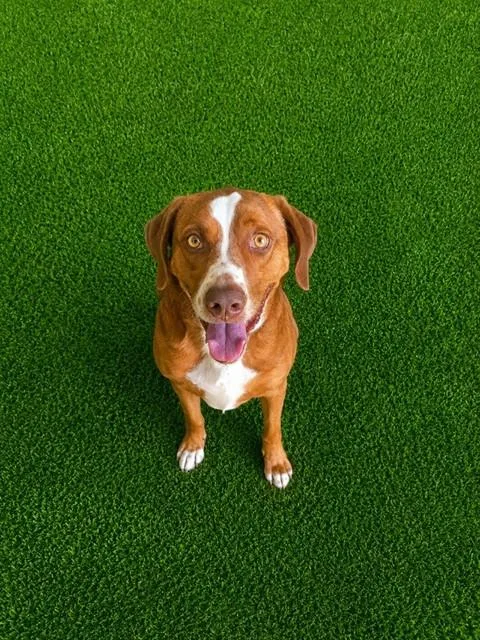 An adult large-sized male Australian Shepherd dog named Rusty for adoption in Lancaster, CA