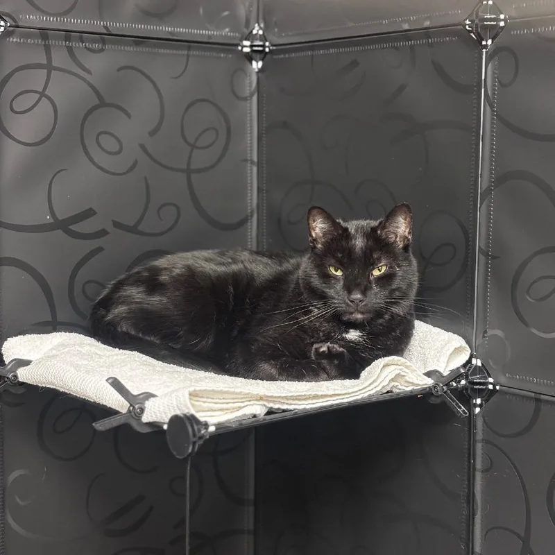 Stevie Kicks thumbnail 4