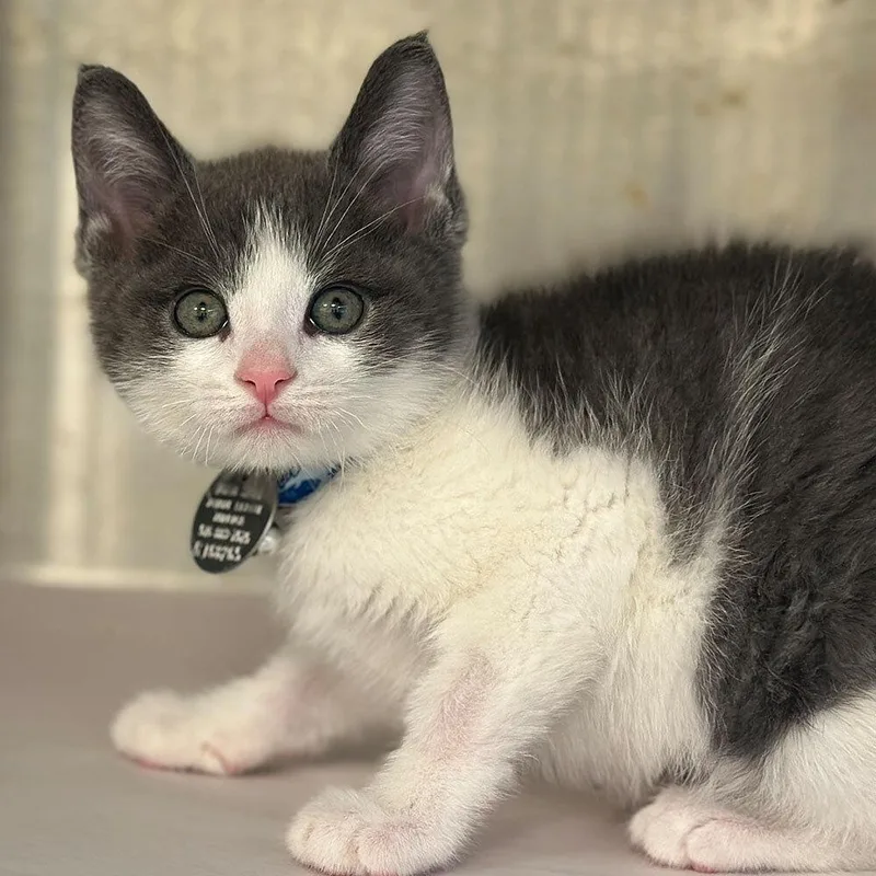 A baby small-sized male Domestic Short Hair cat named Flute for adoption in Port Washington, NY
