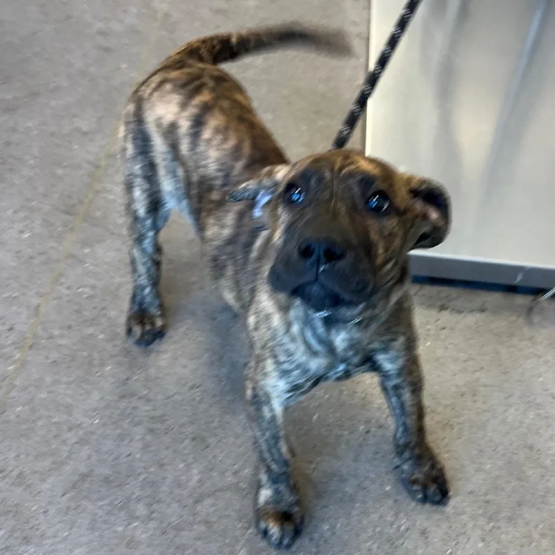 A baby small-sized female Brindle Mixed Breed dog named Lemon for adoption in Las Cruces, NM